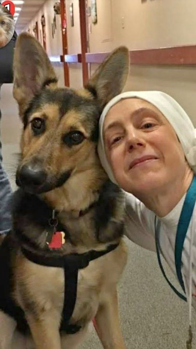 sscjusa's tweet photo. This beautiful dog died last night in her sleep of a heart attack after stomach surgery. Please pray for Jim our maintenance director and his wife, because this dog was such a big part of their family. https://t.co/YcVN2Yjr8m