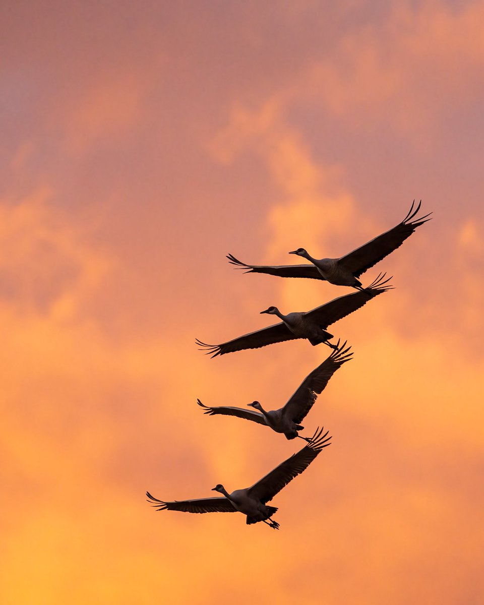 masbeyondo_adv's tweet photo. Dreamscapes. https://t.co/kU0xA4m3rl
