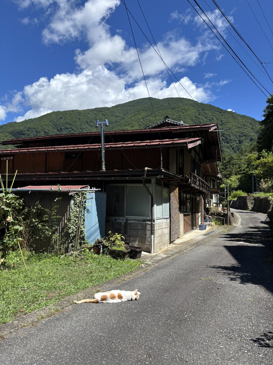 don_guri_gura's tweet photo. 処暑。お団子に見えますが…猫です https://t.co/YjMA0hPI4n