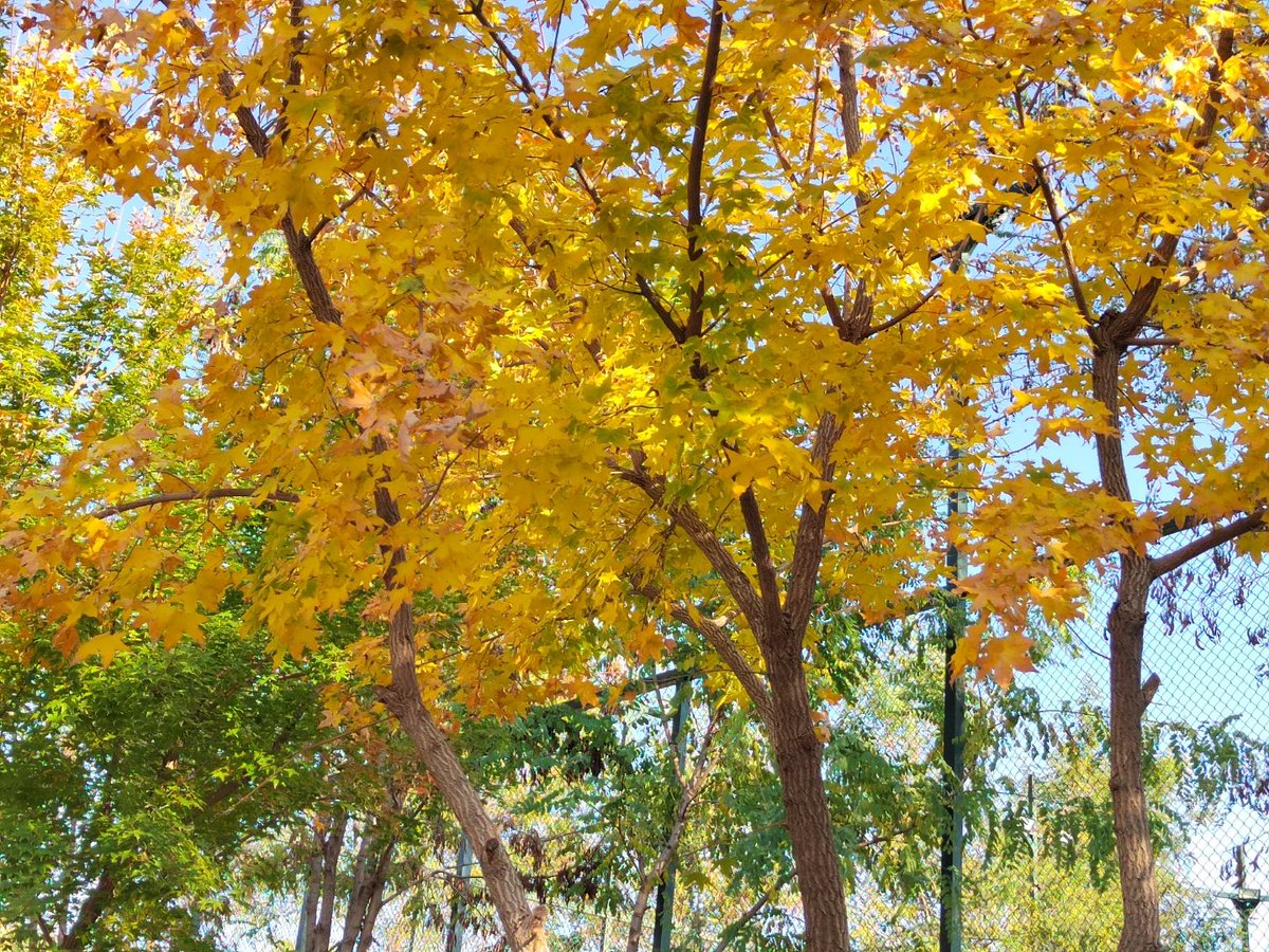 Jayrite89's tweet photo. Autumn breeze just swept through the park, with golden leaves dancing under the sunshine , perfect little afternoon vibe!， https://t.co/Dqq23QJcPN