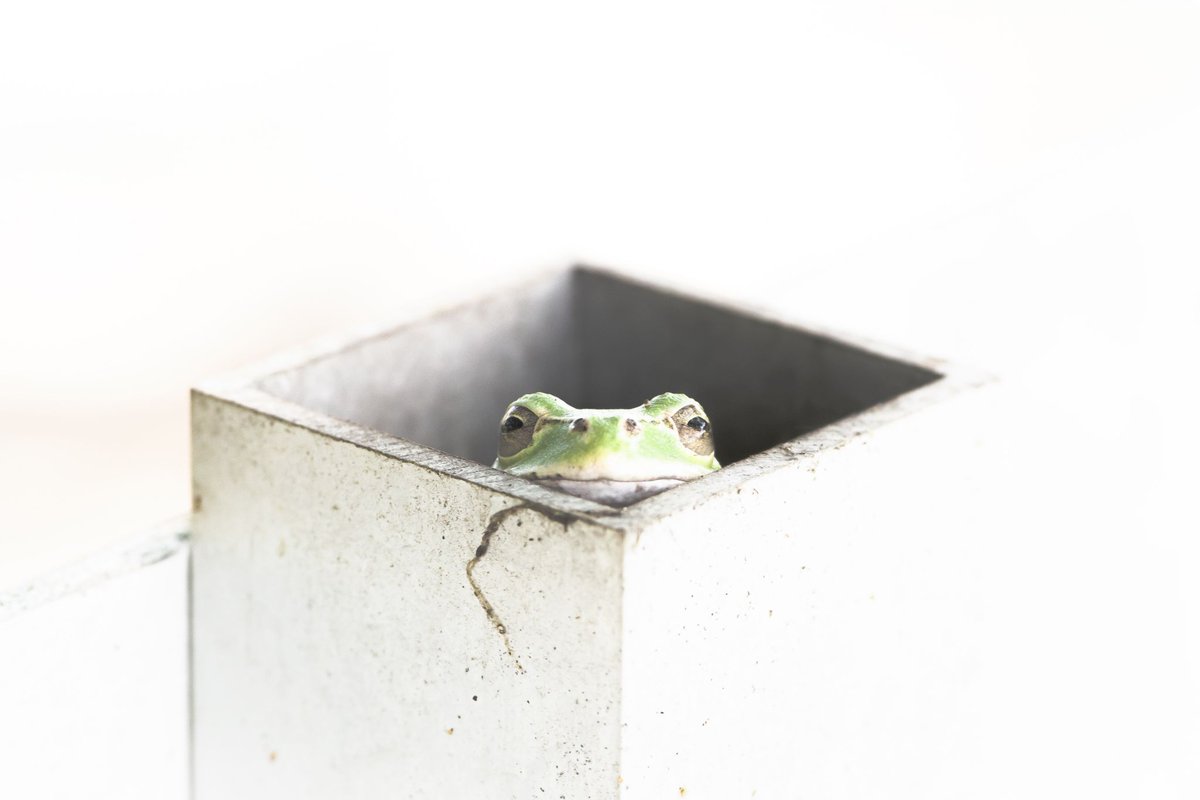 kohagi_kerocon's tweet photo. #KOHAけろコン🐸

【決勝戦】
最強🐸は誰なのか！？
ついに決勝戦！！

No.1 𝕣𝕪𝕦𝕥𝕒 RS Photographie @RyutaOwnWay 
No.24 慎 @SHIN35atz 
No.41 KTA @KTA6747 
No.21 アッキー(ラ)　@akkiee_la https://t.co/aCVEStIof0