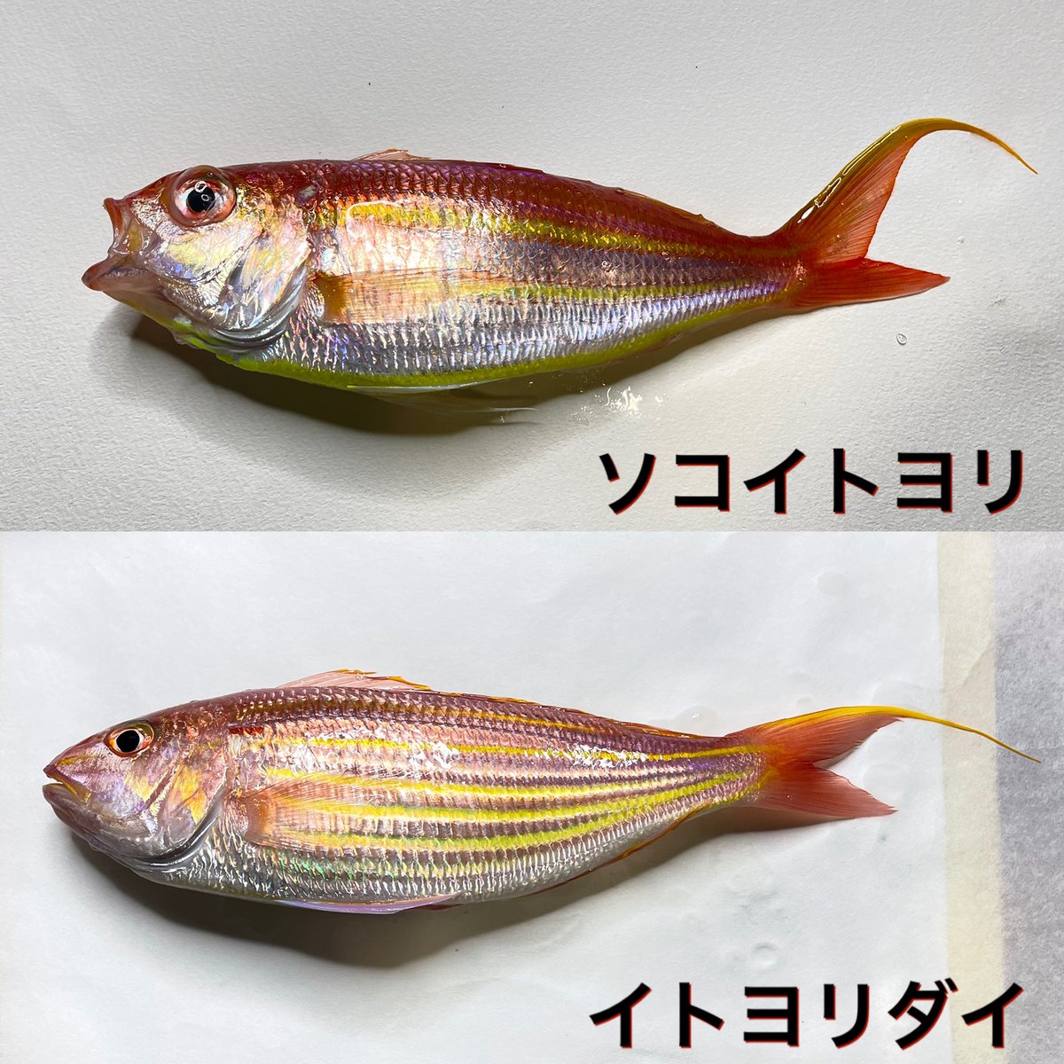 nanukazame1's tweet photo. 何度か載せてますが
よく釣りで釣れるイトヨリと呼ばれる魚には2種類います🎣

釣った際はどちらなのか是非参考にしてみてください！ 
お腹の太い黄色いラインの有無で割とすぐに分かります🐟 https://t.co/32yDizeZZt