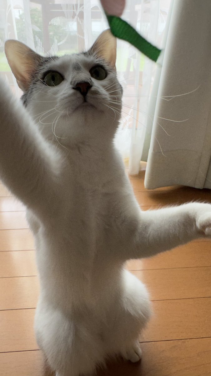 gomashio__1023's tweet photo. おひげまえまえ
#猫かわいいね https://t.co/7aWHMXql4K