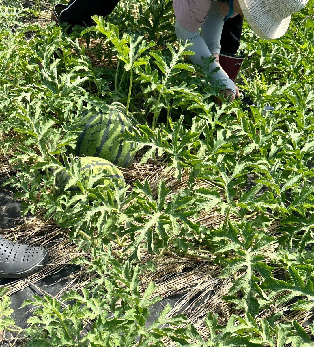 mk2avd's tweet photo. 彼氏のおばあちゃんの畑で野菜とかスイカいっぱいもらった！ついでに収穫体験してきた https://t.co/vB1K3xAeN0