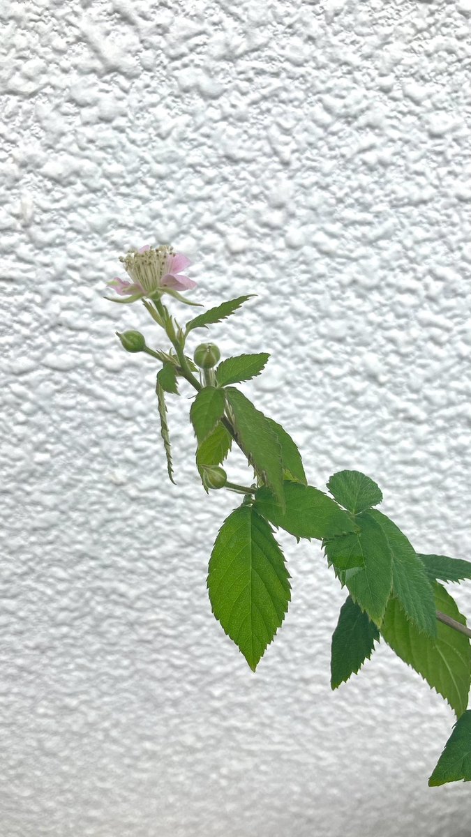 lunch2025's tweet photo. ブラックベリーの花が咲きました。 https://t.co/O1hYLyzRbi