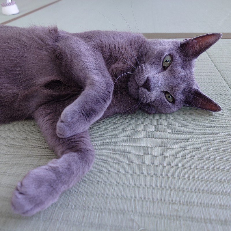 STA_thoughtless's tweet photo. 今日のアルさん。
#猫 #都工房の猫 https://t.co/zbsaqI1Eng