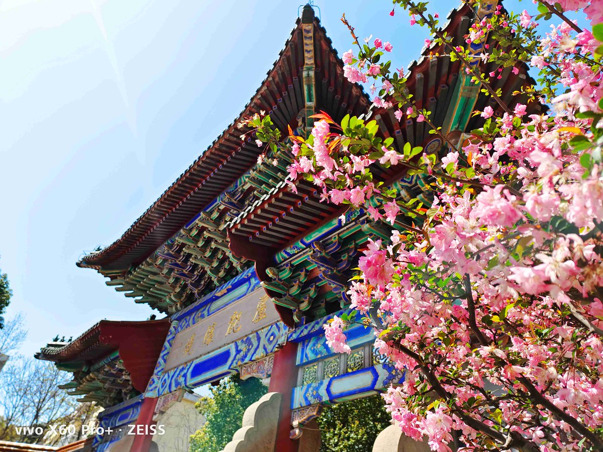 Haiji0818169's tweet photo. Just landed in Kyoto for a 3-day spring trip! Cherry blossoms are already blooming—can’t wait to explore the old temples and try matcha desserts. ， https://t.co/pWRYNFq4EB