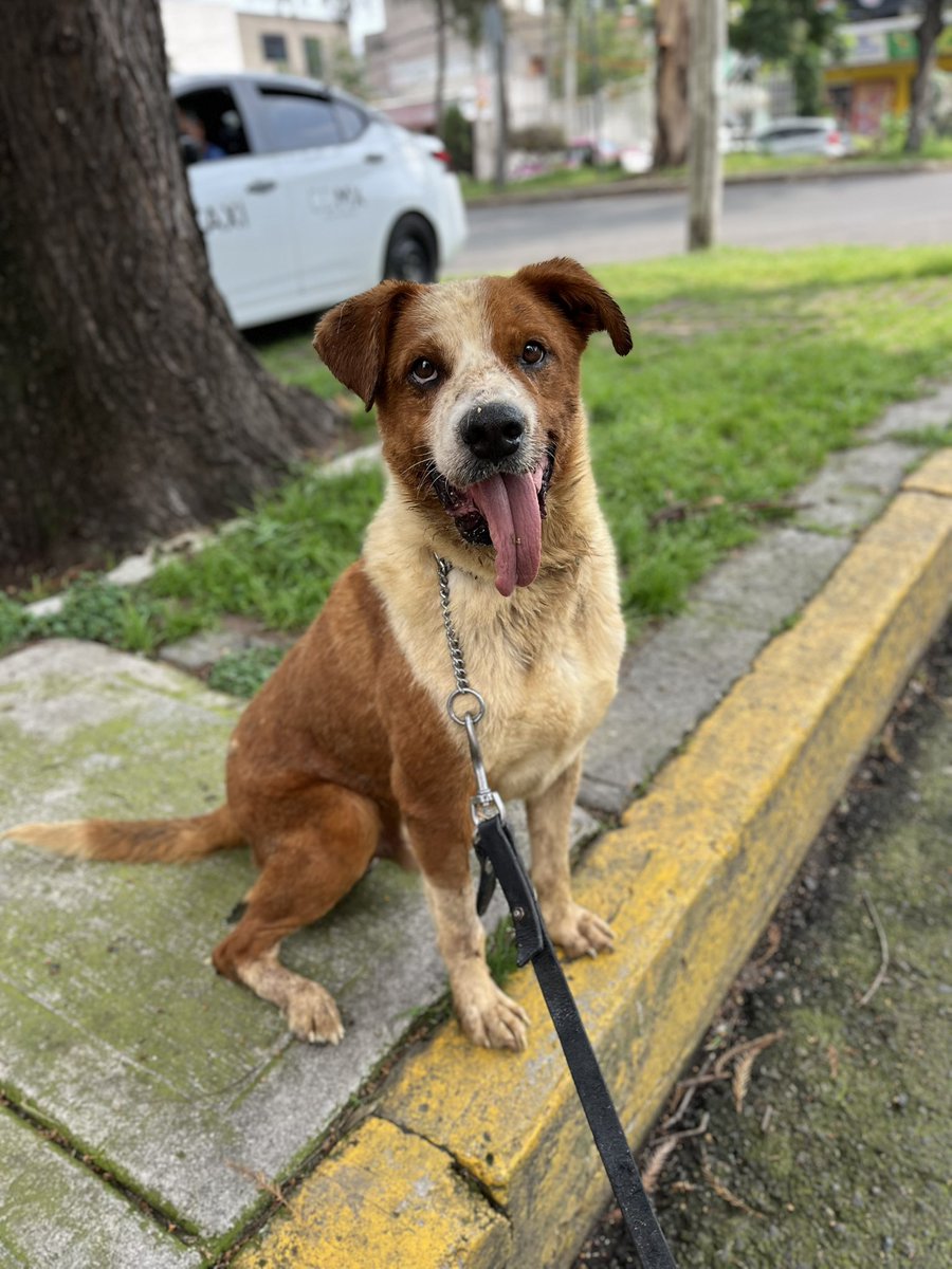 HELA_MORE's tweet photo. ¿Sabías que nadie quiere adoptarme porque nací sin una parte de mi boquita? 🥺

Soy Jerry y, aunque mi carita es diferente, mi corazón es igual que el de cualquier otro perrito.
Adóptame,estoy en CDMX. https://t.co/7Pt5myG17J