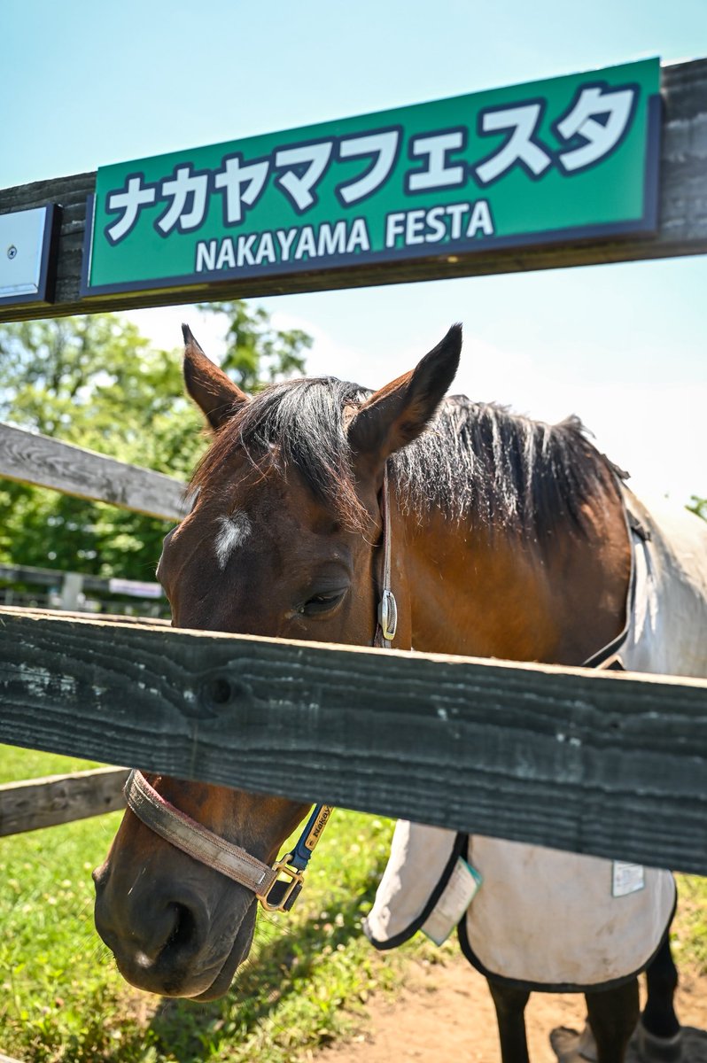 marippeuma's tweet photo. 先月のフェッスー

程よく暑くてウトウトしていた。

まだ整理がつかないけれど‥
またきっといつか。

#ナカヤマフェスタ
#うらかわ優駿ビレッジaeru https://t.co/bYhdOIgFWe