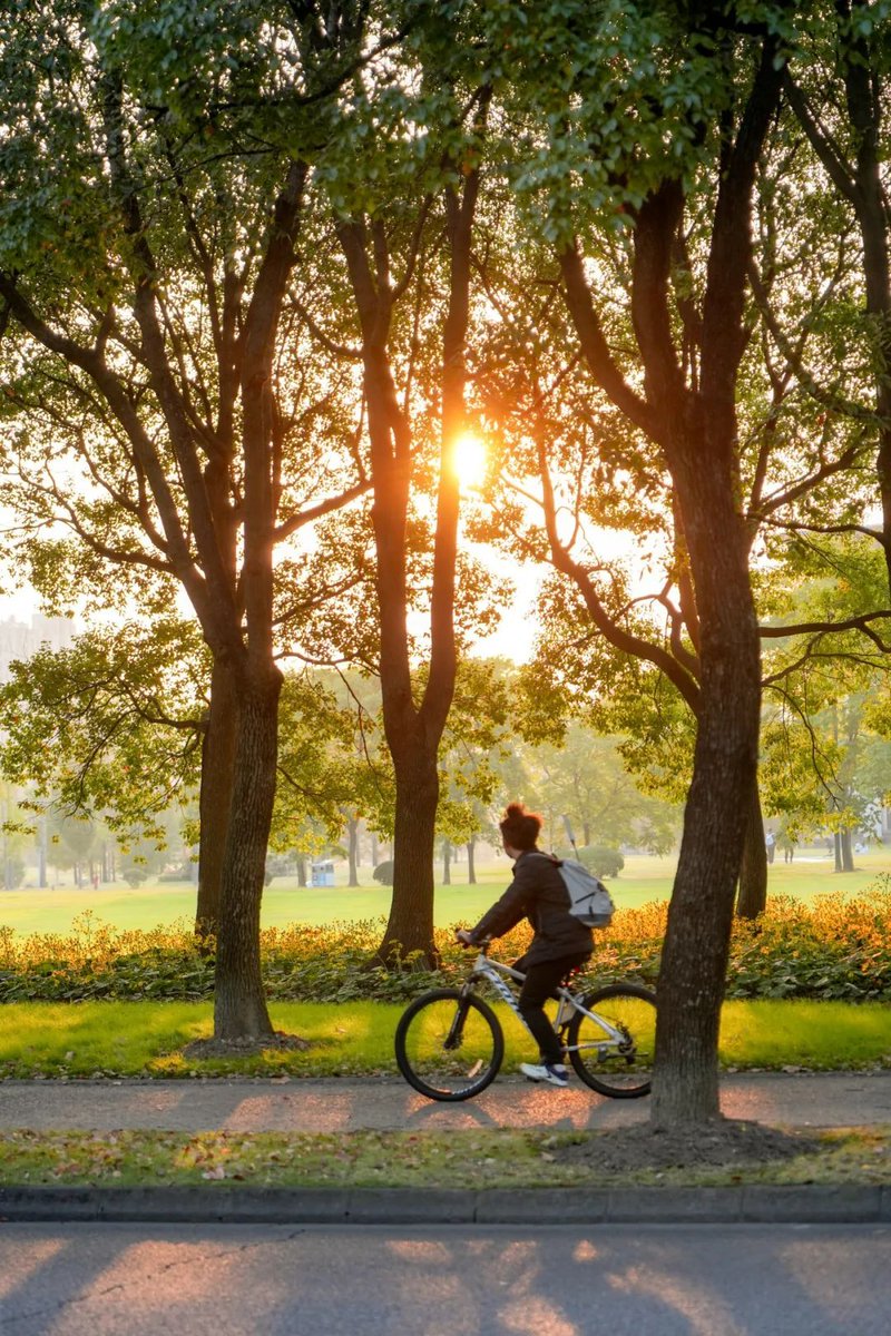 RepMiguel's tweet photo. [Sunny autumn morning, golden leaves swirling in the breeze, perfect for a quick bike ride through the park! ]， https://t.co/R2TvhgtoD2