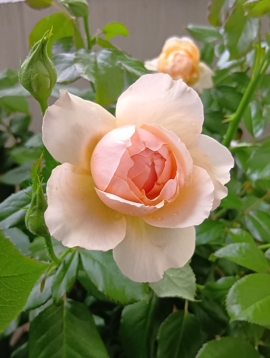 albasemiplena's tweet photo. 🌹真宙
スリップスの影響が感じられます
スリップスとかハダニって、建物の何階位まで来るのかな？

昨夜の地震、びっくりしたー
外のスピーカーも、「大地震です」みたいな事言ってたし💦 https://t.co/V57n3p178f