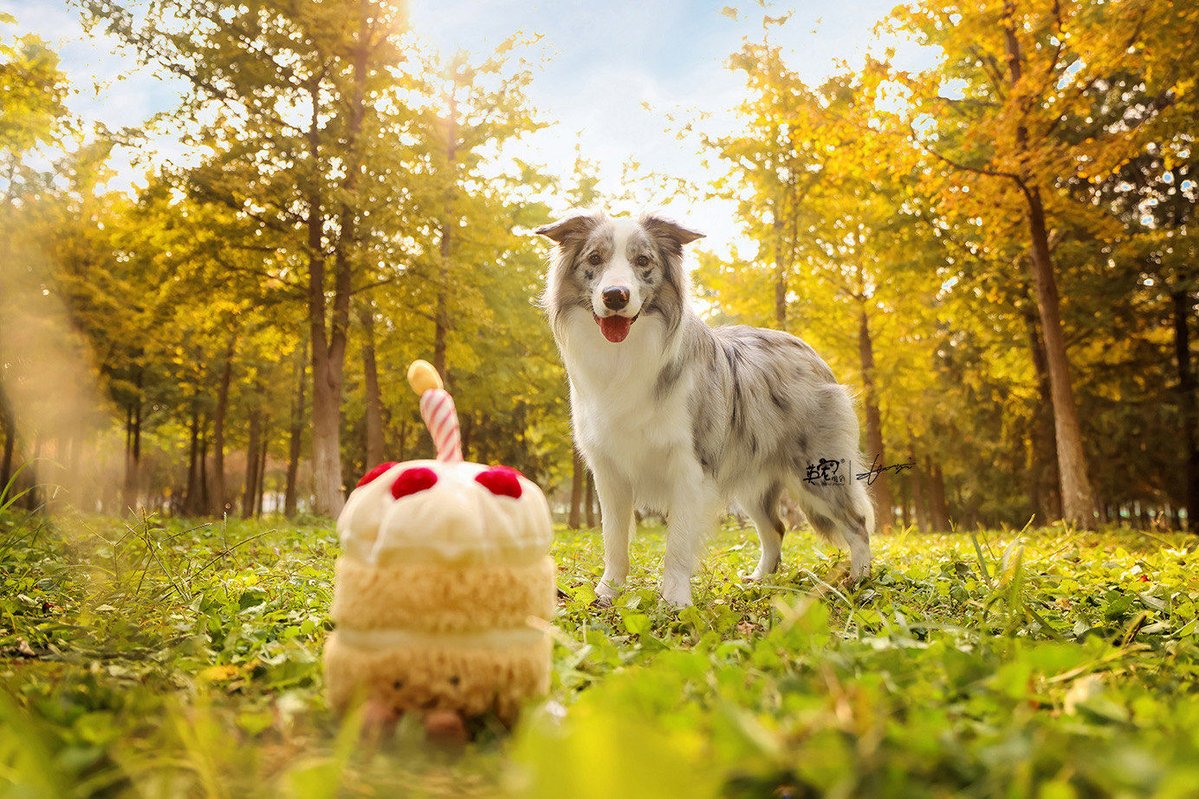 AnaMano52726091's tweet photo. Nothing beats a sunny afternoon with my fluffy pup by my side—purr-fect way to beat the midweek slump! https://t.co/vz498c5zmH