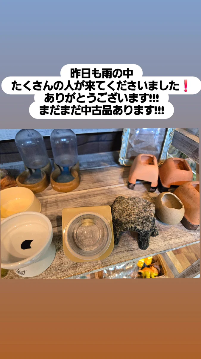 爬虫類専門店【𝙳𝙸𝚉𝚉𝚈 𝙿𝙾𝙸𝙽𝚃】東京第002225 on X: 