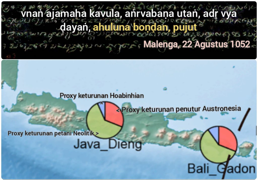 motherlander's tweet photo. Perbudakan kelompok dengan karakteristik seperti orang Negrito dalam masyarakat Jawa Kuno salah satunya tercatat dalam Prasasti Malenga (22 Agustus 1052)

Prasasti ini mencatat bahwa setelah berjasa membantu Mahārāja Garasakan memenangkan peperangan melawan haji Linggajaya, maka warga Malenga mendapatkan anugerah status sīma beserta anugerah tambahan di antaranya "berhak mengawini hamba sahaya, melunasi utang mereka dengan mengambil mereka sebagai ḍayaṅ, serta menjadikan boṇḍan dan pujut sebagai budak."

Pujut adalah istilah untuk menyebut kelompok orang berkulit hitam dengan karakteristik seperti kelompok Negrito yang tugasnya di kerajaan antara lain sebagai pāmĕŋ-amĕŋan, atau penghibur raja. Sedangkan boṇḍan adalah abdi dalem yang diduga berasal dari tanah Papua. Sayang sekali tidak diketahui mengenai jenis tugas yang harus dikerjakan oleh boṇḍan tersebut.

Bagaimana mereka bisa membedakan antara pujut, boṇḍan, jĕŋgi dan pawuluŋ wuluŋ menandakan bahwa mereka sudah mengenal berbagai orang berkulit hitam tanpa tertukar satu dengan lainnya.

Pada zaman Majapahit perbudakan lebih luas lagi dengan tambahan boleh memperbudak dayang, cabol (orang cebol) dan wungkuk (orang bungkuk).

Dalam penelitian genetika populasi jejak keturunan genetik dari populasi yang berkarakter seperti kelompok Negrito masih terdeteksi dengan menggunakan proxy kelompok pemburu Hoabinhian dari periode awal Neolitik. Kelompok Negrito seperti Semang dan Maniq di Semenanjung Melayu-Thailand merupakan contoh keberlanjutan dari pemburu Hoabinhian periode Paleolitik-Neolitik.

Di Jawa jejak genetik mereka masih dapat deteksi pada masyarakat Dieng saat ini, yang mengindikasikan bahwa percampuran dengan kelompok Negrito juga telah terjadi di masa lalu.