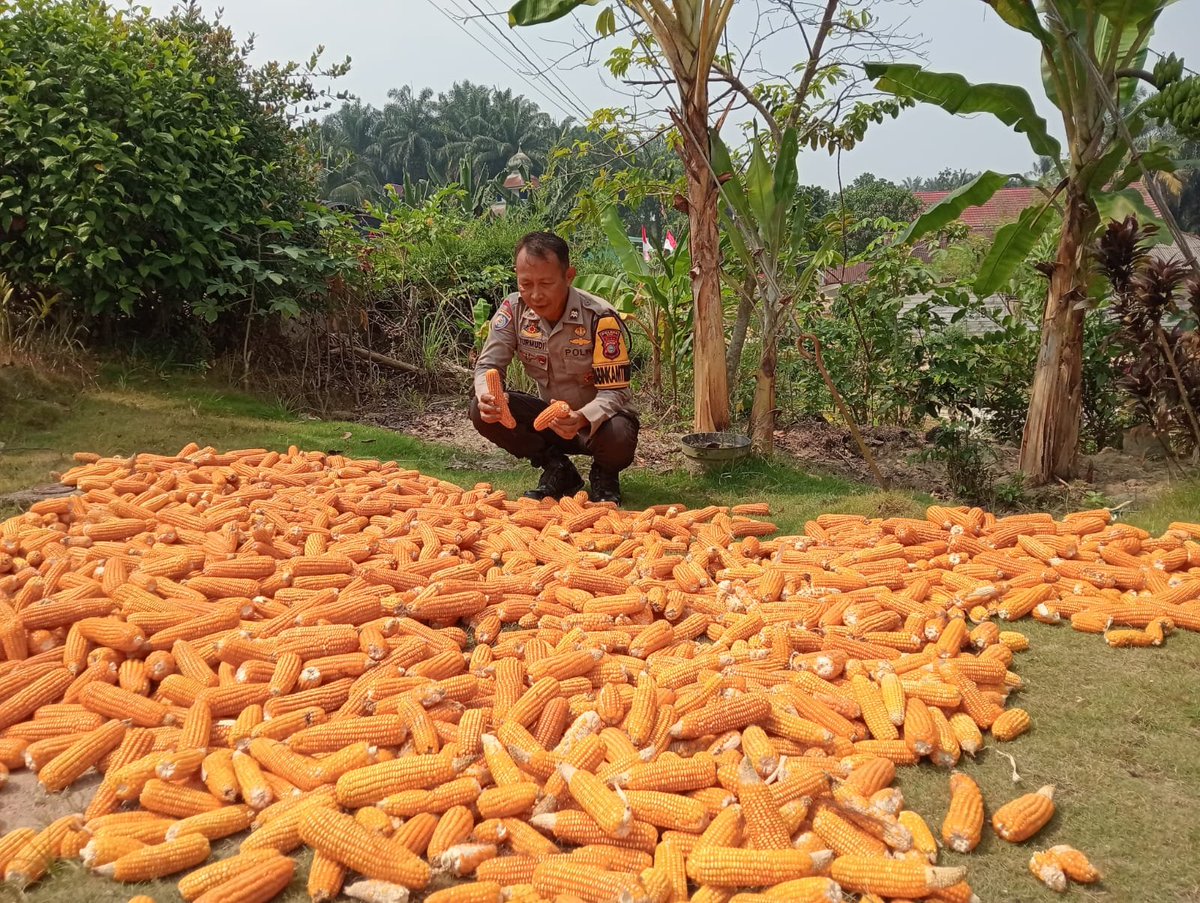 standbay21's tweet photo. Bhabinkamtibmas kp Sialang Baru bersama petani jagung melakukan penjemputan hasil panen.
#polripresisi #melindungituahmenjagamarwah #ketahananpangan #swasembadapangan #polisipetani https://t.co/iKRL7DIVuq