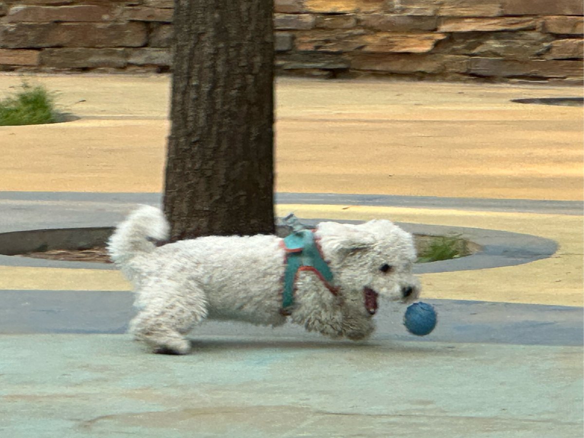 ShannonCoble9's tweet photo. My pup turned 6 months old today! From a wobbly newborn to zooming around the park, every messy, playful moment is my favorite. https://t.co/LNFIJGEP2y