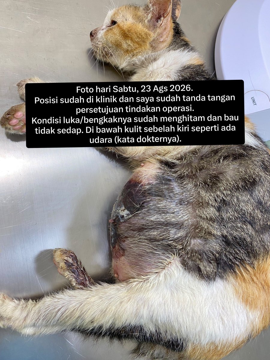 dainkhs's tweet photo. HELP REPOST/RETWEET
OPEN DONASI URGENT⚠️

Kucing mastitis &amp; abses, sudah lumayan parah. Mohon maaf karena keterbatasan biaya jadi saya harus open donasi untuk membantu meringankan biaya operasi, pengobatan, dan pakan selama pemulihan (khusus recovery).

- a thread - https://t.co/IRt3jJtTWK