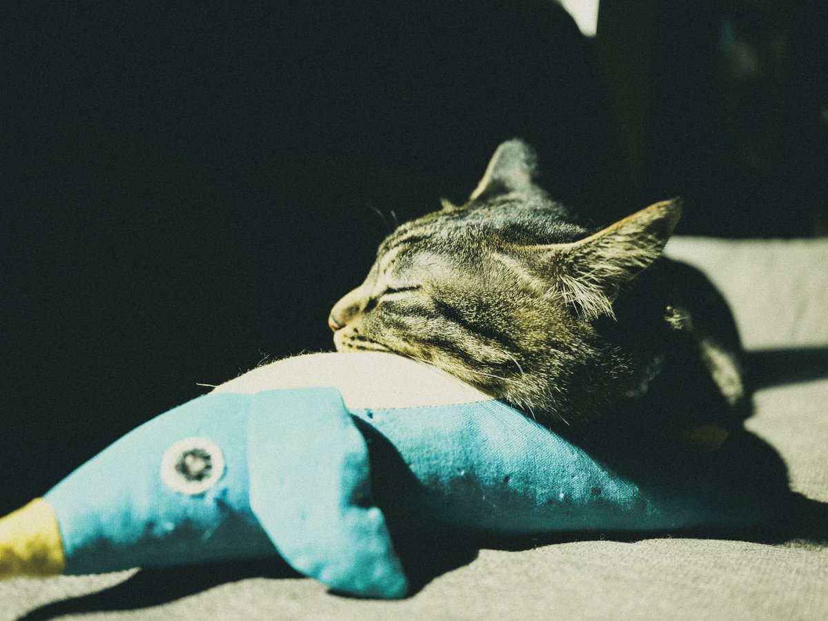 Maestro__Pe's tweet photo. #GFX100RF
#FUJIFILM 
#猫 https://t.co/jmX93u147z