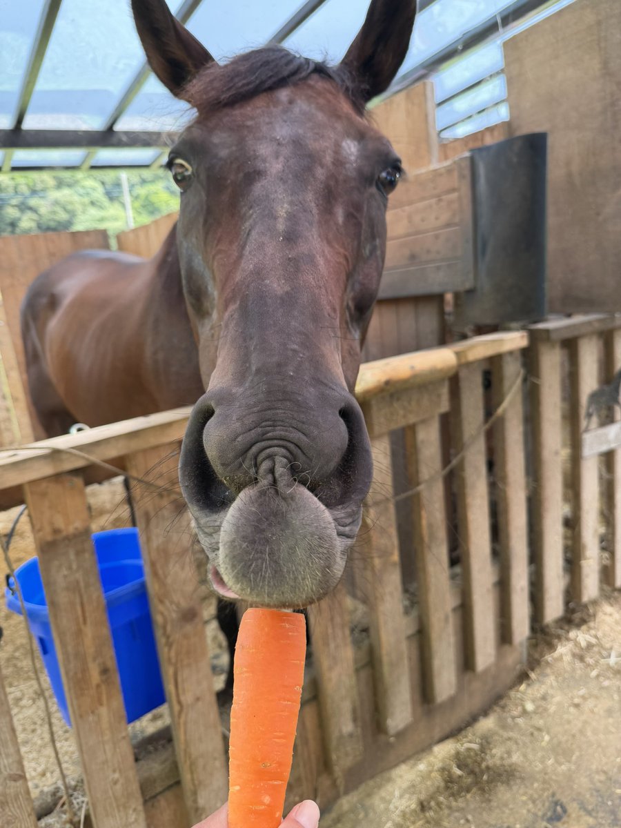 gogo_chibisuke's tweet photo. (朝の、にんじん🥕さんタイム) https://t.co/p30p5OKJue