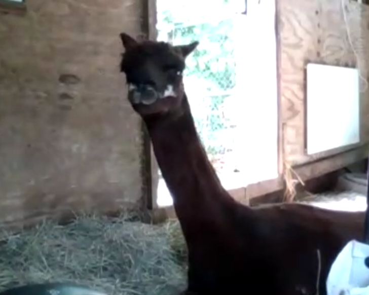 mosttriggering's tweet photo. Meet Spencer the Alpaca who has been learning true healing. This was my 2nd time teaching him. I teach him using English and telepathy. Animals heal easier and faster than humans—they aren’t as resistant. At least they don’t have spirituality steering them away from true healing! https://t.co/jxCE9NSnmi