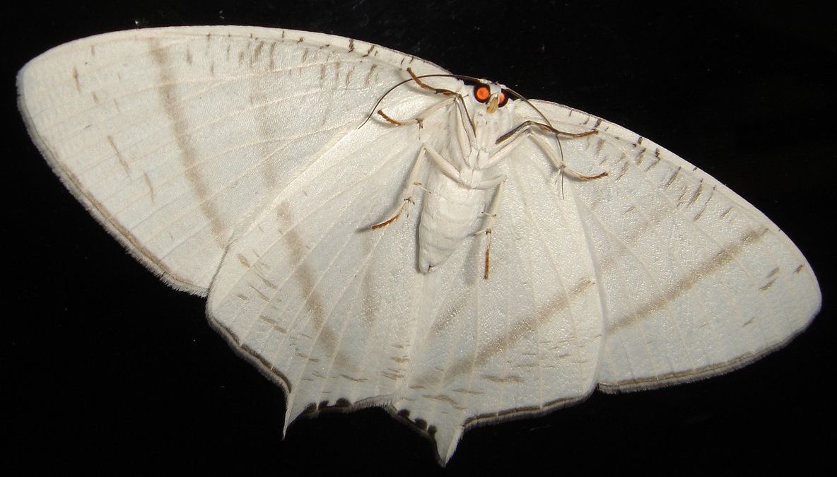 motheinsect's tweet photo. evil goth moth https://t.co/P8GSsxINtj