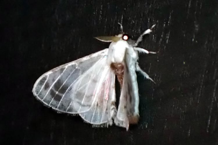 motheinsect's tweet photo. evil goth moth https://t.co/P8GSsxINtj