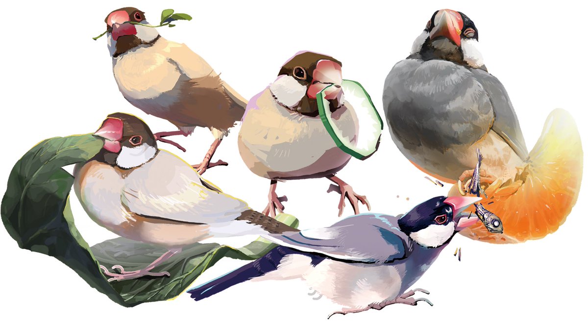 miyanose_tori's tweet photo. 文鳥のおやつシリーズまとめ

リストにない好物がありましたら教えてほしいです🫡 https://t.co/9nbhJgcbj0