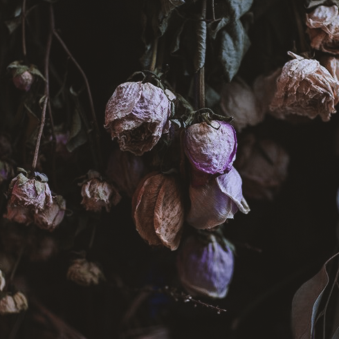 petalgeist's tweet photo. ⠀𓇢𓆸𓇢𓆸𓇢𓆸  ꫂ✺ ༄.°
You are all I 𝓀𝓃𝑜𝓌
ᴳᵒ ᵍᵒ ᵍᵒ ⱼᵤₛₜ ᵍᵒ ˢᶦⁿᵍ ˢᶦⁿᵍ ˢᶦⁿᵍ
Of 𝖑𝖊𝖆𝖛𝖎𝖓𝖌 𝕤𝕠𝕟𝕘𝕤 https://t.co/7cYoQUFxZR