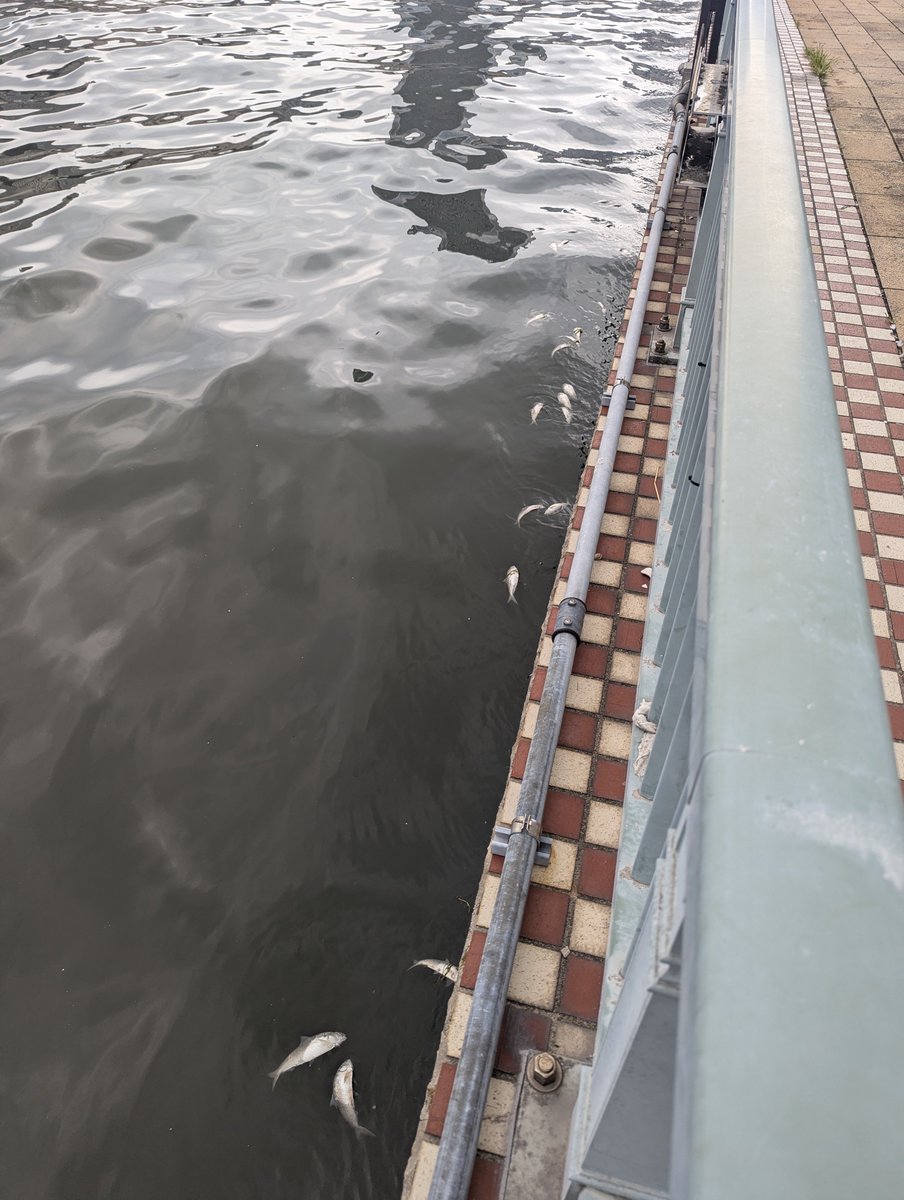 huono_ihminen's tweet photo. 隅田川、コノシロめちゃくちゃ死んでるんやけど…… https://t.co/jU85xxApqp