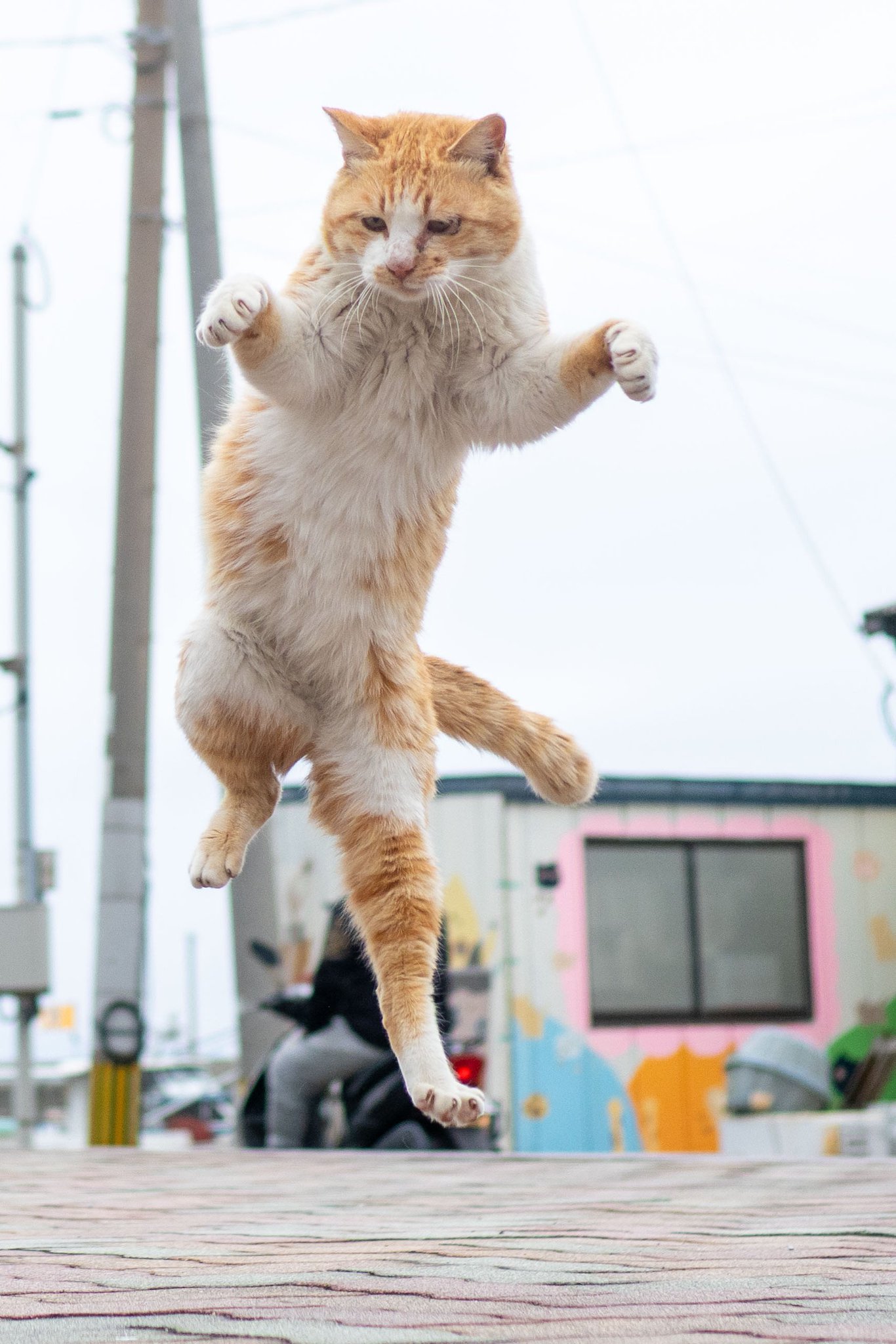久方 広之「のら猫拳」 on X: