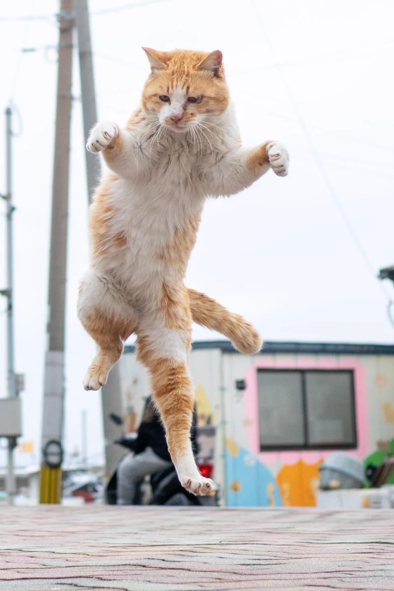 久方 広之「のら猫拳」 (@sakata_77) / X