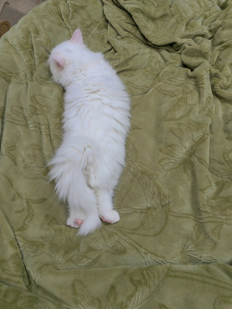 sumersinghpanw7's tweet photo. Just found my sneaky cat napping on the fresh folded laundry—guess they claimed the soft spot first! ， https://t.co/jFpezG83ja