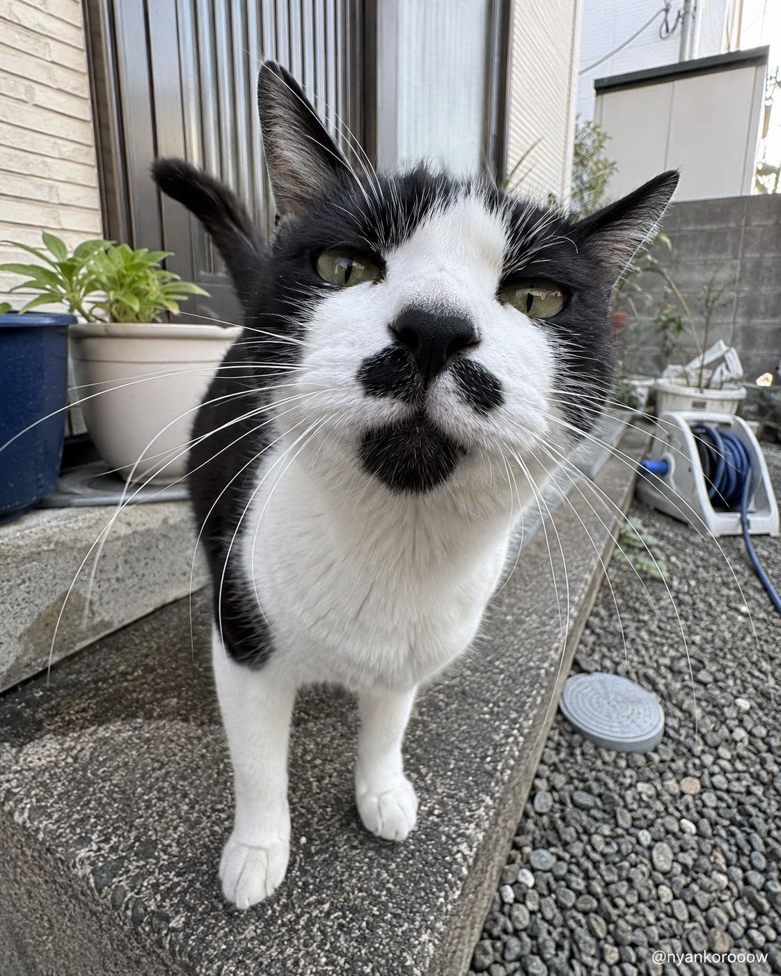 にゃん太郎｜猫画像｜Funny Cats on X: 