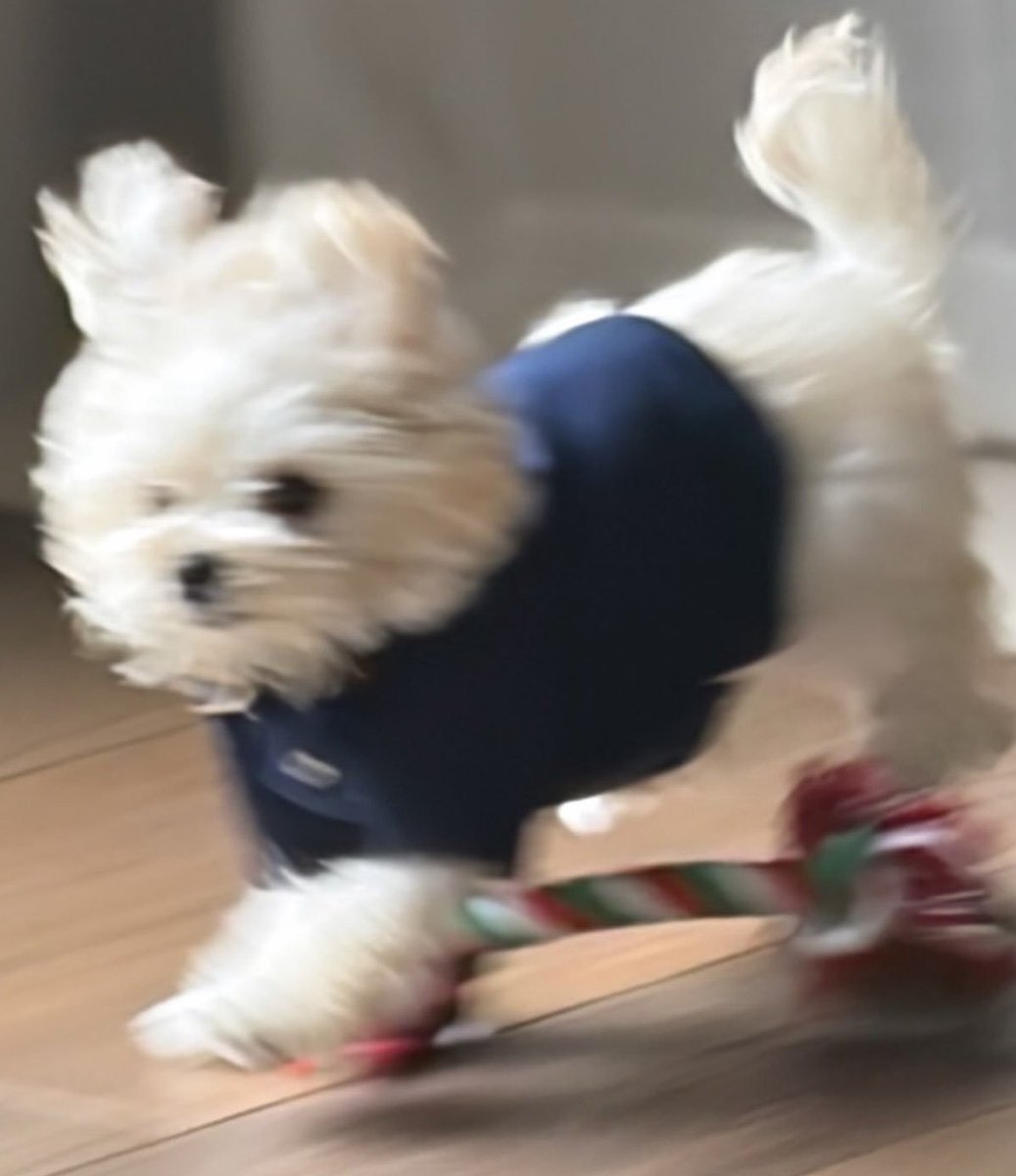MI_MINJEONG's tweet photo. ก่อนตัดขน อ้วน                              ตัดขนแล้ว ก้อ้วน https://t.co/W5cv5sPNKg