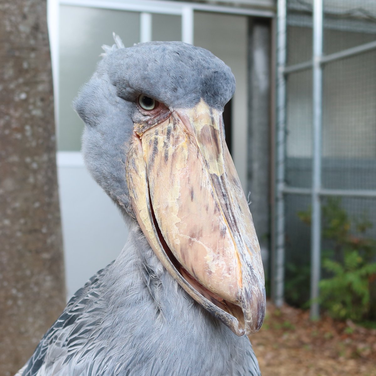 matsuevogelpark's tweet photo. は～今日も暑いっすね～
口を開けて放熱中のハシビロコウです。

#ハシビロコウ　#フドウ　#体温調節 https://t.co/7LCCN0gTxa