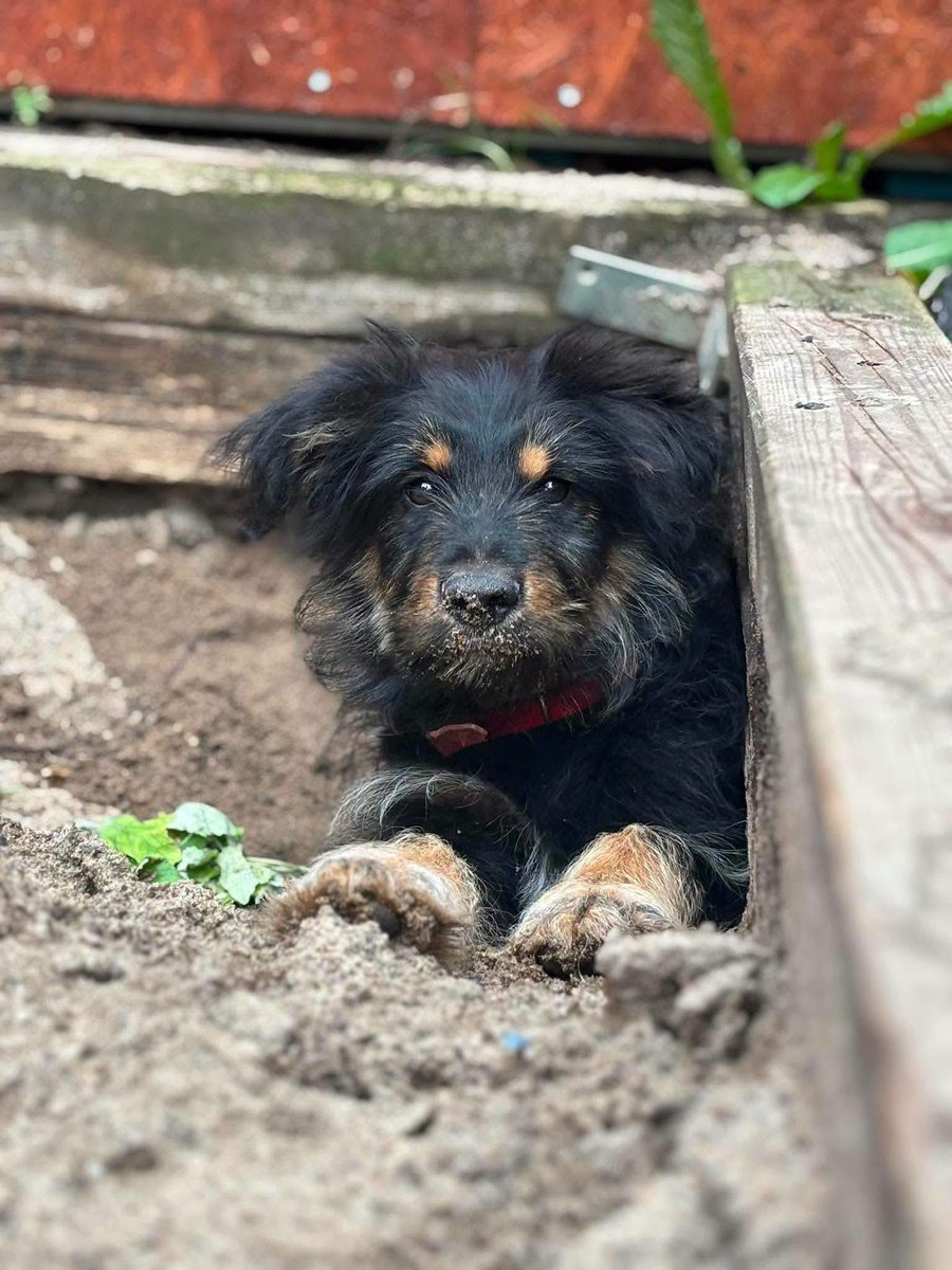 mal_land_'s tweet photo. 🐾 ZIÓŁKO POTRZEBUJE DOMU! 💔
Ma zaledwie 4 miesiące, a zamiast w ciepłym łóżeczku – śpi sam w schroniskowej budzie. To przemiły, najfajniejszy psi dzieciak, który bardzo potrzebuje ciepła, troski i człowieka!
📍 Schronisko Na Paluchu 
📞602 763 034/694 689 970/514 360 970 https://t.co/i0R3e4KMLZ