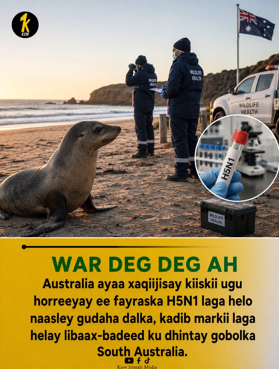 kowsomalimedia's tweet photo. “WAR DEG DEG AH: Australia ayaa xaqiijisay kiiskii ugu horreeyay ee fayraska H5N1 laga helo naasley gudaha dalka, kadib markii laga helay libaax-badeed ku dhintay gobolka South Australia.”

Isha: Reuters⁠ https://t.co/JdfWknlfWJ