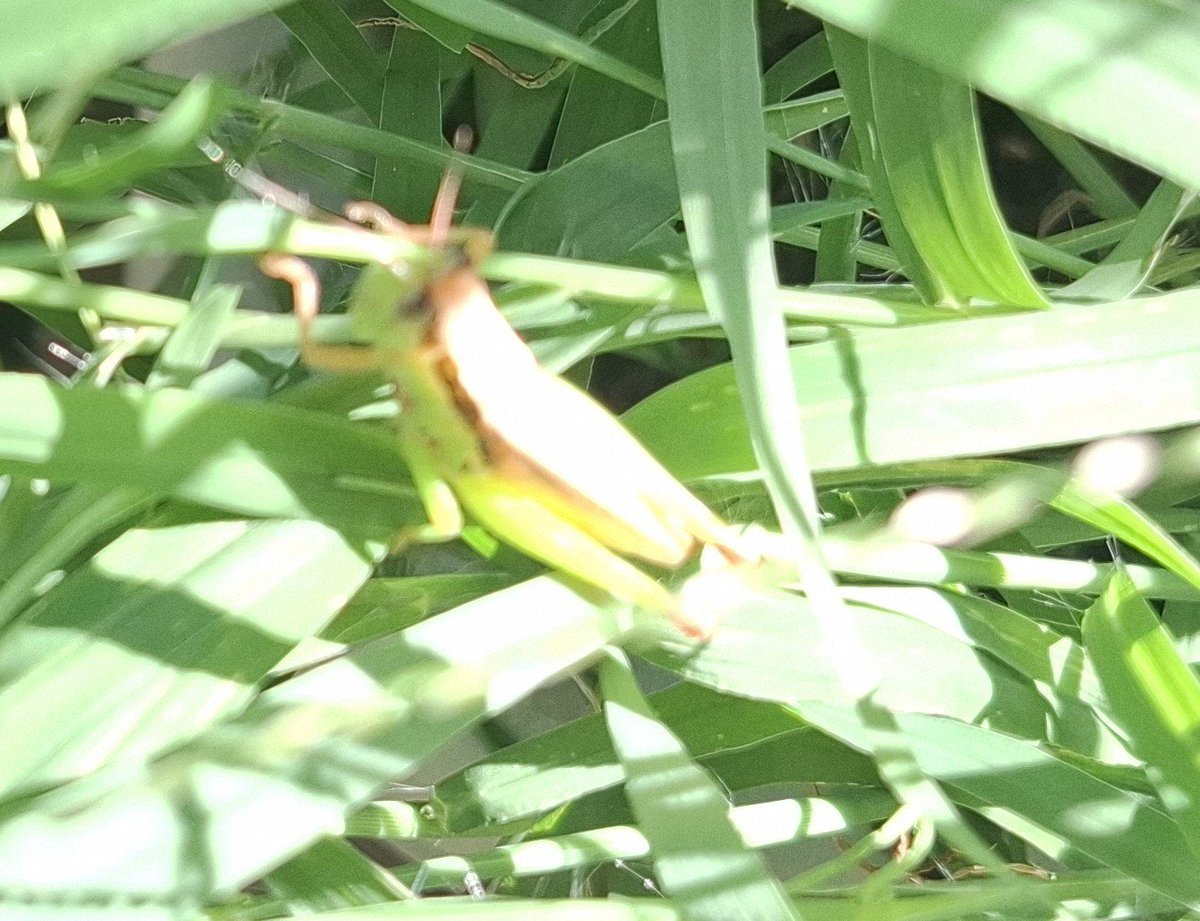 Messengerofjus1's tweet photo. しかしカマキリの餌になるイナゴが庭にいるのって、いいね

イナゴはイネ科の植物を食べるから、イネ科のエノコログサを育ててるんだけど、そこに放しておくとずっといてくれるからね

室内で餌用のイナゴを飼育すると、餌を与えたり糞の掃除もしないといけないから

イナゴは大量の糞をするからね😵 https://t.co/UPhsn2xvjG