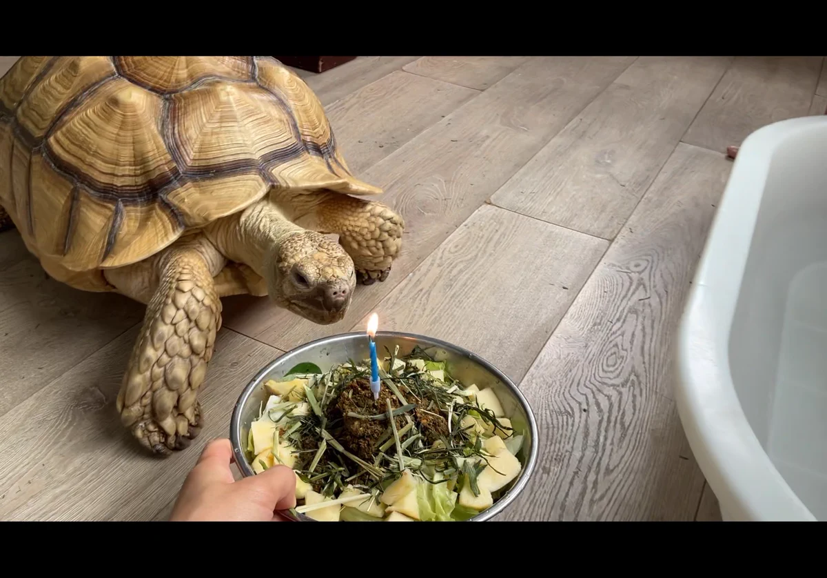 カメガメ🐢 on X: 