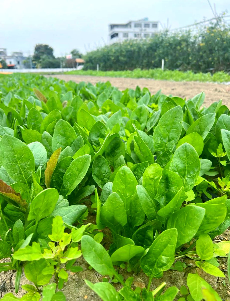 MobileMobi64605's tweet photo. Just tried the organic baby spinach from local farm—crisp, earthy, and pre-rinsed saves so much prep time! Perfect for quick salads or sautés. 10/10, will repurchase. https://t.co/grU8TFPAvy