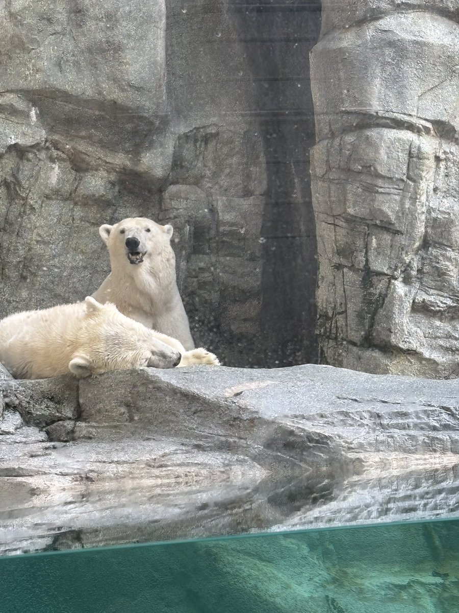 Hitotsume56's tweet photo. 東北旅行初日！
男鹿水族館行きました！
ホッキョクグマの親子が可愛かった〜 https://t.co/6nag099471