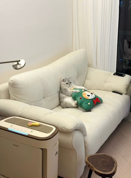 pipitheboss26's tweet photo. While everyone else is working, Pipi is conducting high-level operations from the softest seat in the house. 🎄👑

Do not disturb the Boss unless snacks are involved.
$皮皮 #PipiTheBoss https://t.co/Cuv1PHiTWt