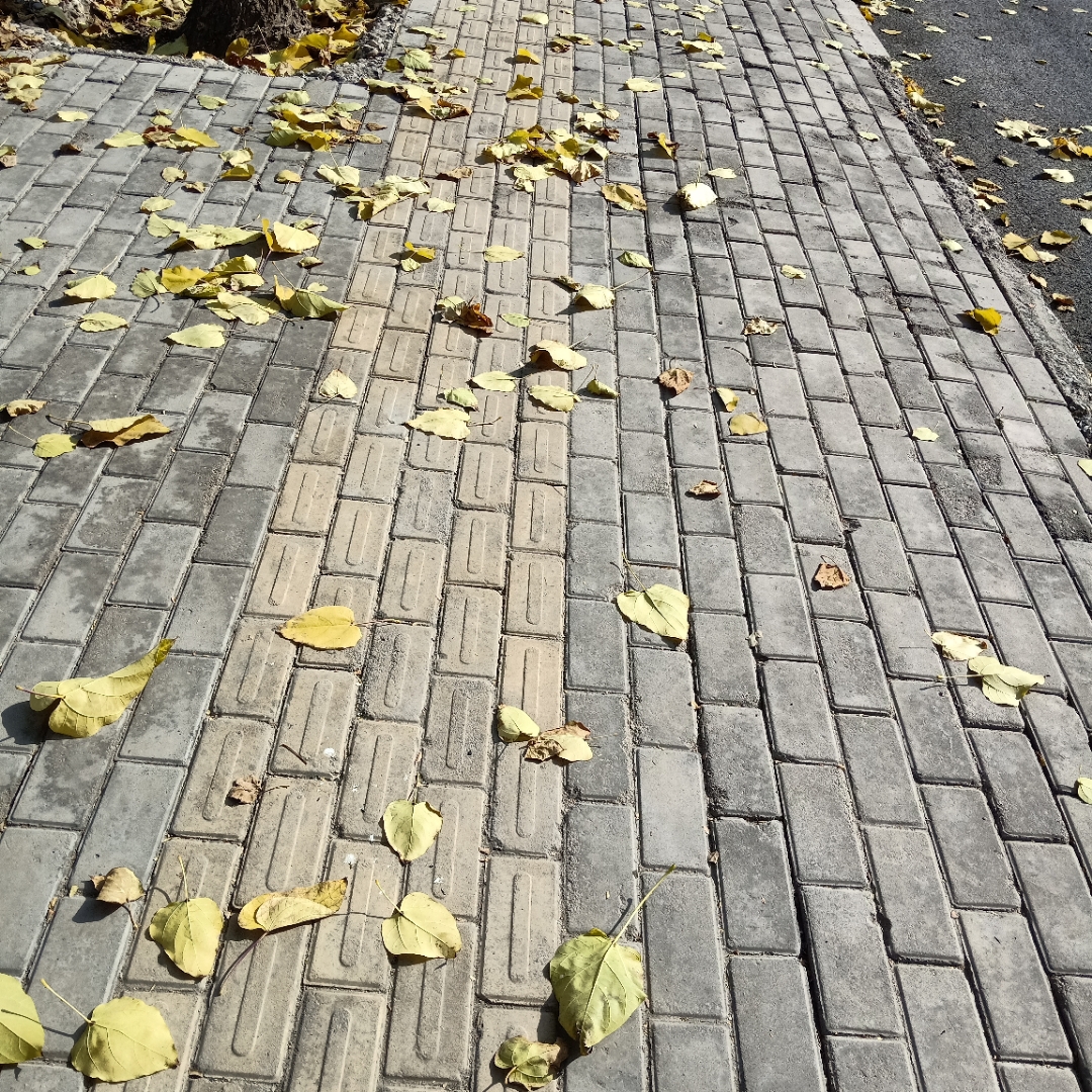 Melsosaa_4's tweet photo. Love the crisp autumn breeze and golden leaves—perfect for a quick afternoon walk! https://t.co/RdqMMXRnCC