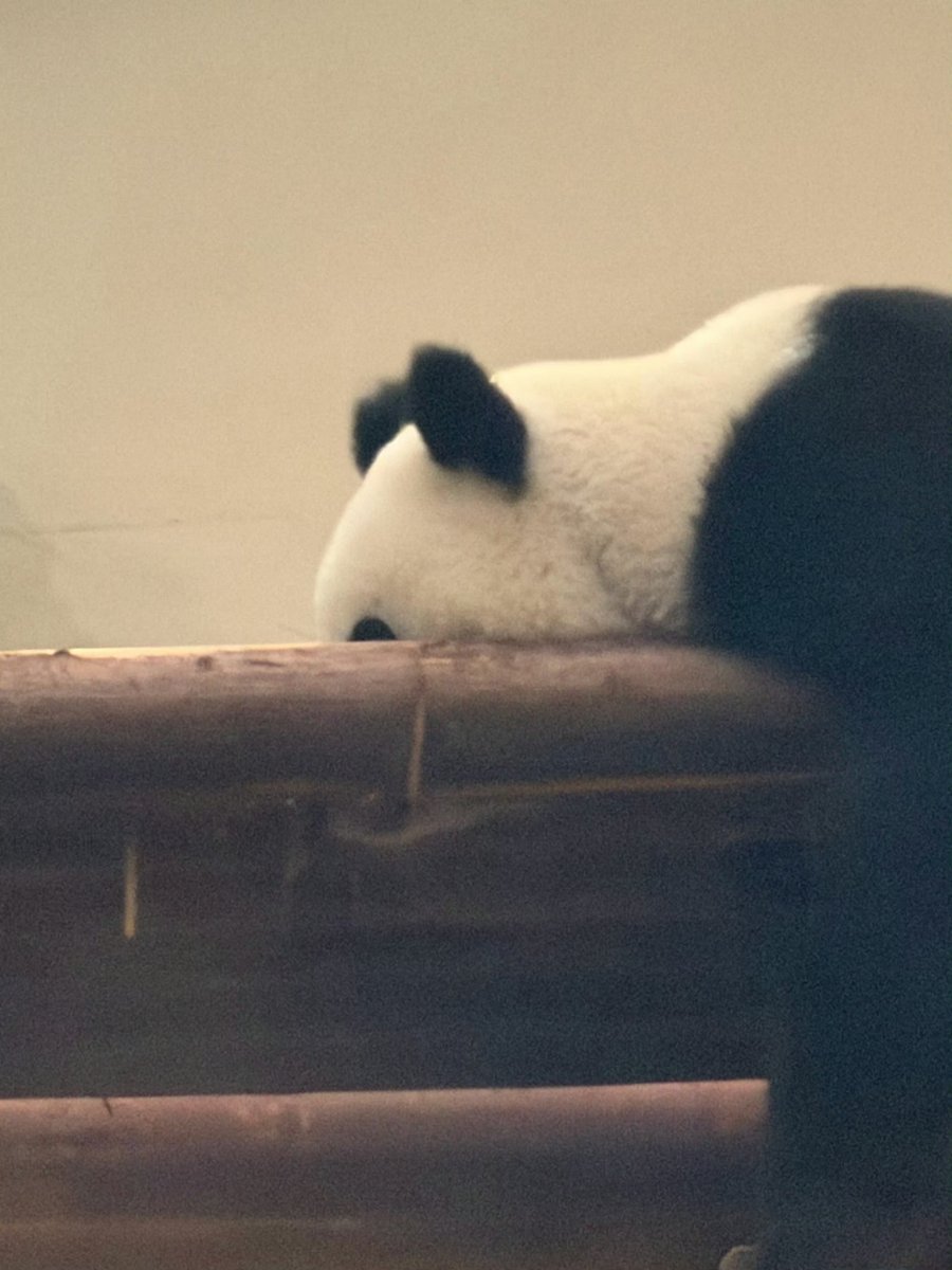 Antiqueclouds's tweet photo. 260823 #WangYuwen Weibo (2/2),
The least winning episode ever 🐼#EarthSuperFresh #EarthsuperFresh2 (Forced hehe 😁) https://t.co/N4JjzJCws8