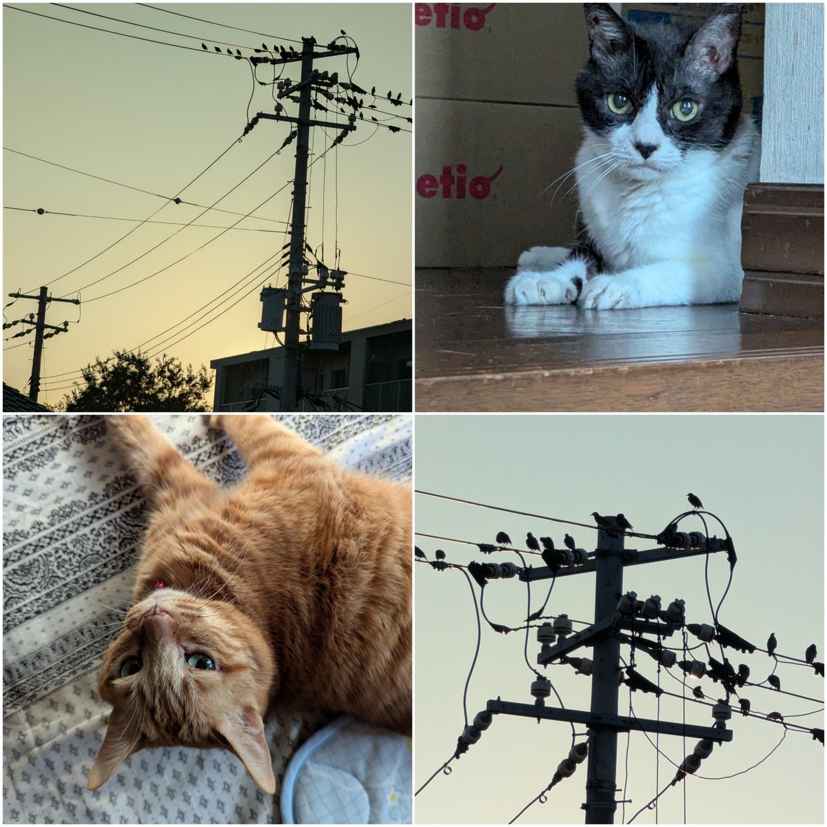 mococari75's tweet photo. 今日の夕日🌇電柱に鳥が沢山止まってる🐦‍⬛🫣猫のワカメもカリンも夕暮れてホッとひと息😺😹🐾今朝のオカメインコのピーちゃん、止まり木でマッタリしてる🦜🤭　#イマソラ　#猫のいる暮らし　#オカメインコ　#鳥の群れ https://t.co/rcLlmdeO5j