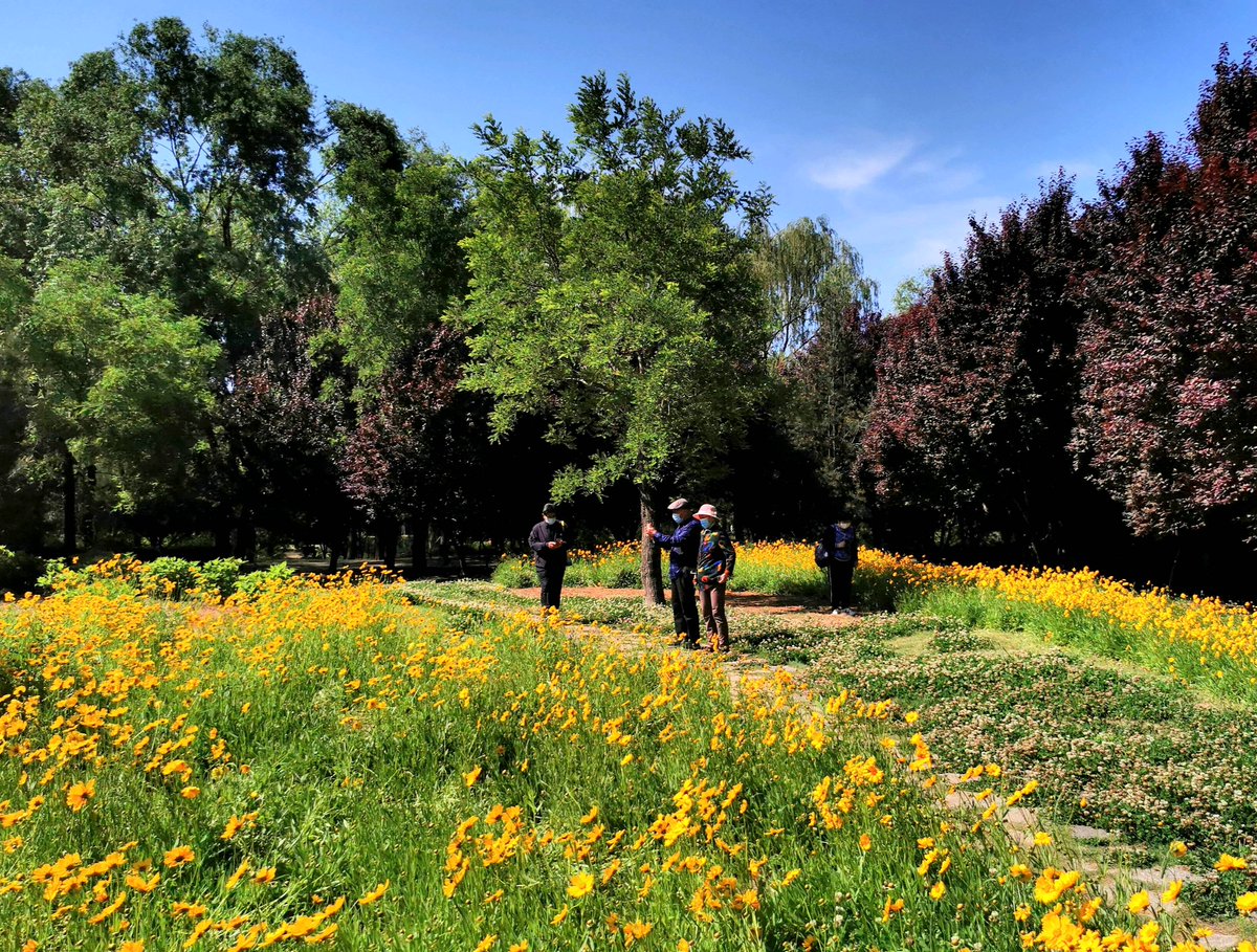 ZFPXucLiLs0DjRI's tweet photo. A gentle spring breeze carries the scent of blooming jasmine today—sunny and perfect for a casual walk in the park! https://t.co/Ou0RtSqCFK