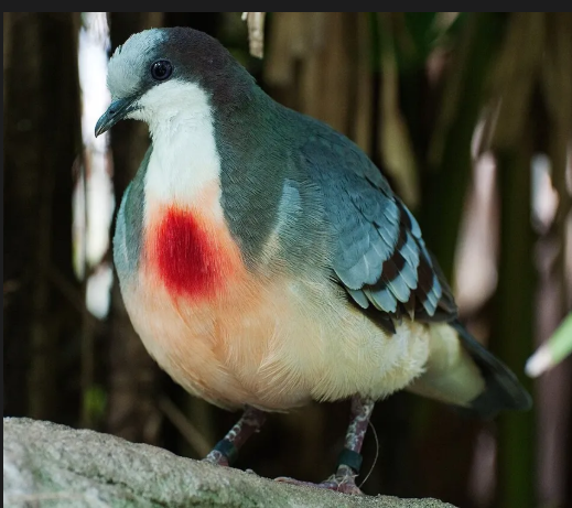 icchr_'s tweet photo. GENUINELY WHAT THE FUCK HAPPENED HOW IS THAT A BLEEDING HEARTDOVE https://t.co/PsV000q5Tw