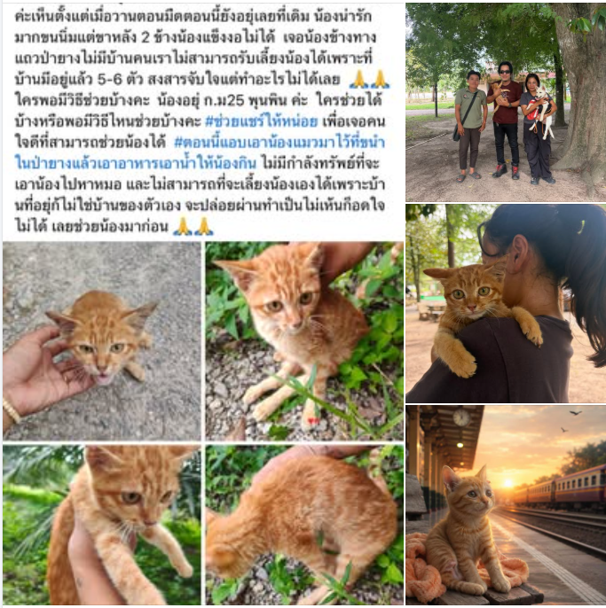 2themoon143's tweet photo. จากเพจ The Hope Thailand ณ วันที่ 23 ส.ค. 69

"ไม่เจอ... ไม่สุด... จะไม่หยุด!" สรุปความงดงามระหว่างทางของภารกิจตามหา #น้องสีส้ม #แมวหายบนรถไฟ🐱❤️

พี่ปุ๋มขับรถไป-กลับกว่า 8 ชั่วโมง เพื่อรับตัวเคสที่ 27 เจ้าเหมียวน้อย "ส้มพุนพิน" วัย 3 เดือน ที่ถูกทิ้งข้างทางและพิการ 2 ขาหลัง เพื่อส่งไปรักษากระดูกและรับเข้าสู่บ้าน The Hope Thailand

แม้ภารกิจหลักยังไม่สิ้นสุด แต่ความเมตตาระหว่างทางได้ช่วยชีวิตเพื่อนๆ ร่วมชะตากรรมไปแล้วมากมาย

ประโยคที่ว่า 'หรือสีส้มอยากให้ได้ช่วยเพื่อนๆ ที่เค้าลำบากเหมือนหนูก่อน' มันทัชใจมาก อ่านแล้วน้ำตาซึมเลยค่ะ การตามหาน้องสีส้มไม่ได้สูญเปล่าเลย เพราะได้ช่วยชีวิตน้องพุนพินและตัวอื่นๆ เพิ่มขึ้นอีกเพียบ ขอให้น้องพุนพินรักษาหายและได้กลับมาวิ่งเล่นไวๆ นะคะ

ขอบุญจากการช่วยเหลือน้องพุนพิน ส่งผลให้ทีมงานได้พบกับน้องสีส้มในเร็ววันนี้นะคะ 🙏🧡