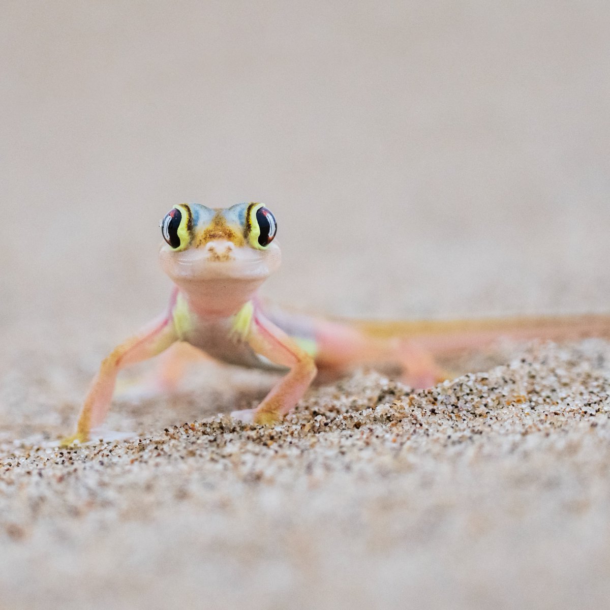 AnimalPlanet's tweet photo. 👁️👄👁️

📸: Jeremy Woodhouse

#gecko #lizard https://t.co/EhE2D9Dl3K