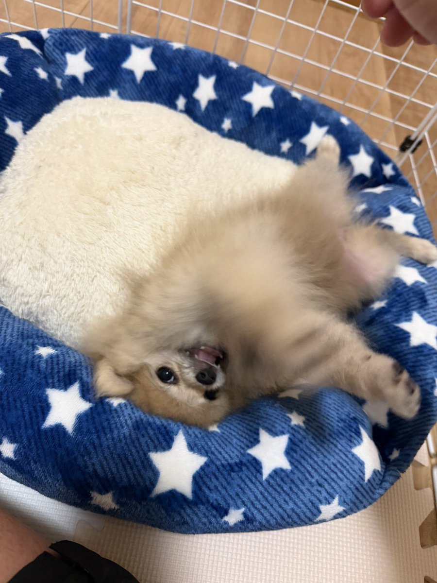 HIDE_JUDOU0919's tweet photo. まったりした休日🐶

#ポメラニアン #ウルフセーブル https://t.co/CIhcqvPLo5